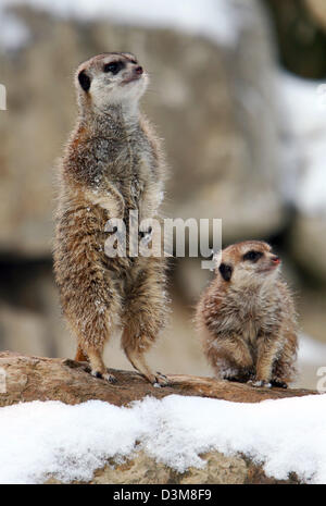 (dpa) - Two meerkats basks under a lamp in the snowed Opel zoo in Kronberg, Germany 29 December 2005. The day-active animal belonging to the civets lives in colonies and is mostly outside of its den. But at frosty temperatures the meerkat seeks warmer spots. Photo: Arne Dedert Stock Photo