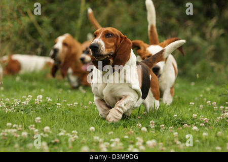 Dog Basset Hound  adult running in a meadow Stock Photo