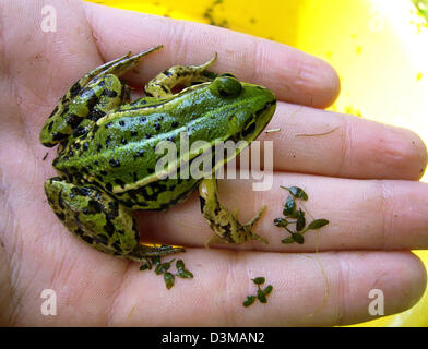 A Common Frog (Rana temporaria) catched in a pond sits on the hand of a child, Langeland, Denmark, 28 July 2005. Photo: Ingo Wagner Stock Photo