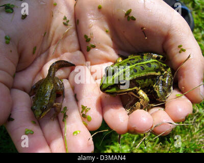 (dpa) - A full-grown Common Frog (R) and a specimen still having a tail sit on the hands of a child, Langeland, Denmark, 28 July 2005. The spawn is laid in the water and fertilized by the males. The hatched larva (tadpole) features a legless body, a tail and gills. During metamorphosis, tail and gills disappear while lungs and legs form. The full-grown frogs then use to leave the w Stock Photo