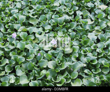 Flowers of fresh water weed Salvinia molesta (african payal) which is spreading across the lakes and canal in India. Stock Photo