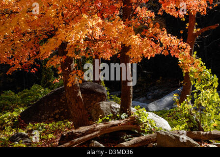 Vivid sunlit colors of Fall foliage along the Rocky Broad River at Chimney Rock State Park in Chimney Rock, North Carolina, USA. Stock Photo