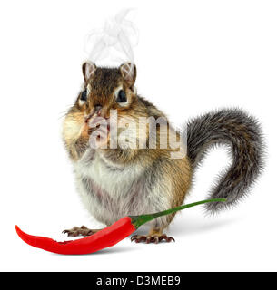 Funny chipmunk eating hot pepper, on white background Stock Photo