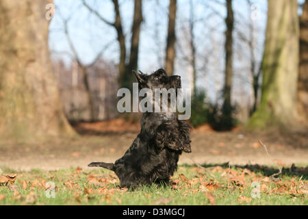 Dog Scottish Terrier / Scottie /  adult standing in a forest Stock Photo