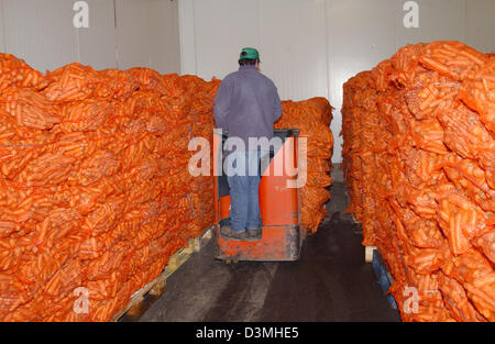 Forage carrots are stacked in a cold storage house of the carrot poducer and shipper Hans Brocker KG in Willich, Germany, 24 January 2006. Photo: Horst Ossinger Stock Photo