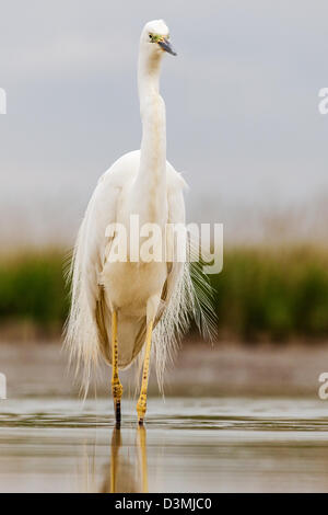 Great egret (Ardea alba) wading Stock Photo