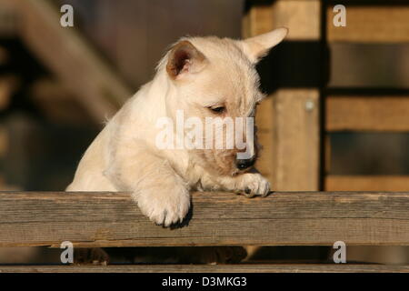 Dog Scottish Terrier / Scottie /  puppy lying on a wood Stock Photo