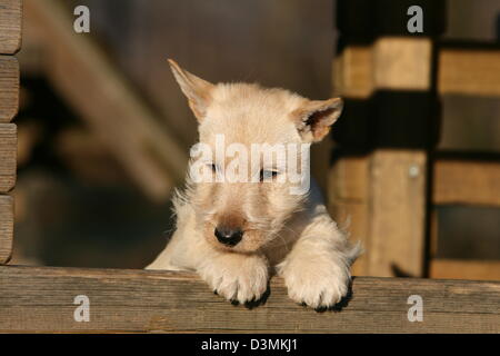 Dog Scottish Terrier / Scottie /  puppy lying on a wood Stock Photo