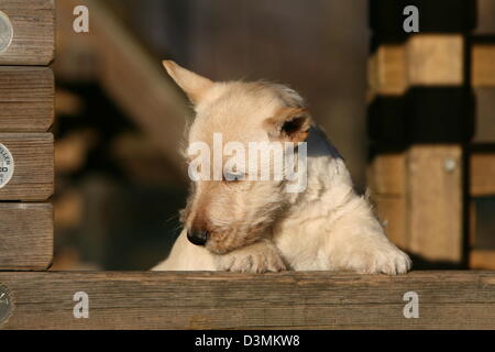 Dog Scottish Terrier / Scottie /  puppy lying on a wood Stock Photo