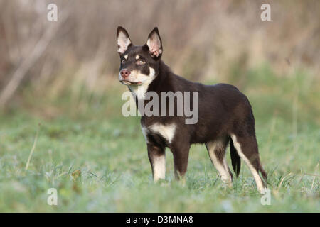 Dog Working Kelpie  young standing in a meadow Stock Photo