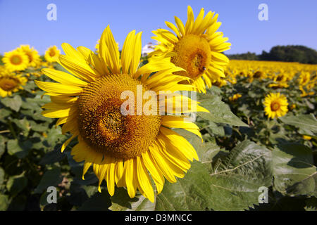 Field of Sunflower flowering heads Stock Photo
