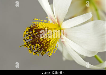 African hemp, Sparrmannia africana, flower with tight stamens, filaments and anthers whichb are touch sensitive Stock Photo