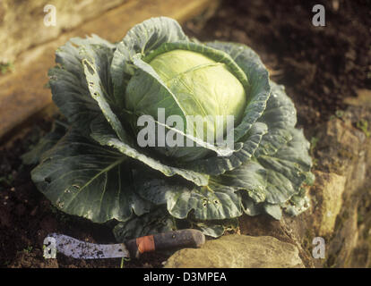 A dew fresh Dutch White Cabbage head in raised stone terraced garden bed with cutting knife Stock Photo