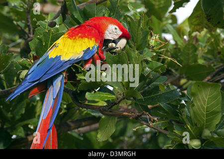 Colourful Scarlet macaw (Ara macao) eating nut in tree at Cayo Saetia / Cayo Sae-Tia, Cuba, Caribbean