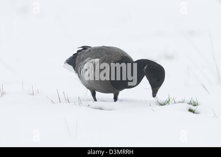 Brent Goose (Branta bernicla) feeding on snow covered pasture, Norfolk, England, January Stock Photo