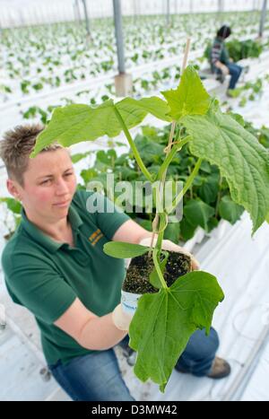Gardners Kerstin Thiele from Fontana Gartenbau GmbH plants young cucumber plants in a greenhouse in Manschnow, Germany, 20 February 2013. On the same day, nursery employees planted 7,200 cucumber plants in the heated greenhouse. They will be ready for harvest in the middle of March. Photo: Patrick Pleul Stock Photo