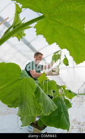 Gardners Kerstin Thiele from Fontana Gartenbau GmbH plants young cucumber plants in a greenhouse in Manschnow, Germany, 20 February 2013. On the same day, nursery employees planted 7,200 cucumber plants in the heated greenhouse. They will be ready for harvest in the middle of March. Photo: Patrick Pleul Stock Photo