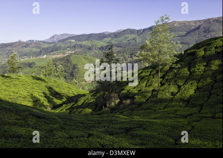 View of a tea plantation near the town of Munnar in the Kannan Devan Hills, Kerala, India on a bright sunny morning in winter. Stock Photo