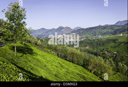 View of a tea plantation near the town of Munnar in the Kannan Devan Hills, Kerala, India on a bright sunny morning in winter. Stock Photo