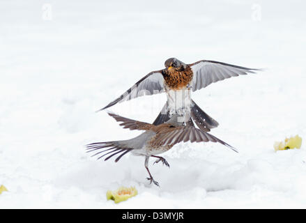 Pair Of  Fieldfares, Turdus pilaris, Fighting For Food, In Snow. Winter. Uk Stock Photo