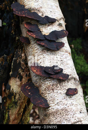 Blushing Bracket Fungus, Daedaleopsis confragosa, Polyporaceae, on Dead Birch Tree. Stock Photo