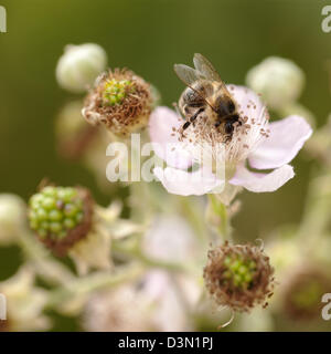 Honey Bee on a blackberry blossom Stock Photo