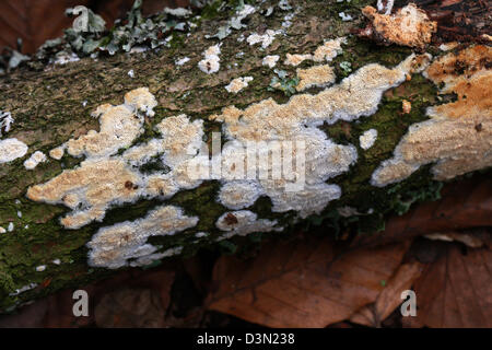 Split Porecrust Fungus, Schizopora paradoxa, Schizoporaceae. Growing on A Dead Branch. Stock Photo