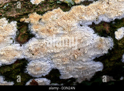 Split Porecrust Fungus, Schizopora paradoxa, Schizoporaceae. Growing on A Dead Branch. Stock Photo