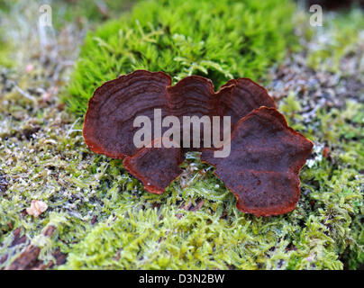 Oak Curtain Crust, Hymenochaete rubiginosa, Hymenochaetaceae. Bracket Fungus Growing on an Old Dead Oak Tree. Underside. Stock Photo