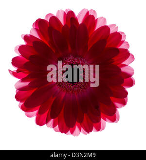 a gerbera flower isolated on white Stock Photo