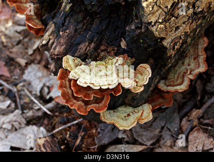 Bracket Fungus, Trametes ochracea (T. multicolor), Polyporaceae. Stock Photo
