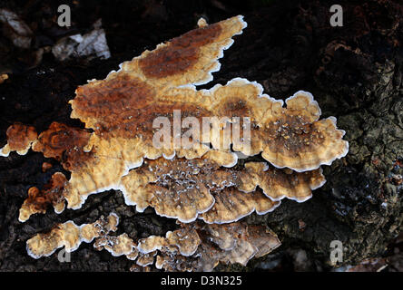 Bracket Fungus, Trametes ochracea (T. multicolor), Polyporaceae. Underside. Stock Photo
