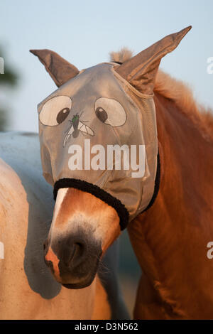 Britz, Germany, horse fly mask in portrait Stock Photo