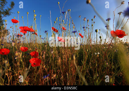Britz, Germany, meadow with poppies and cornflowers Stock Photo