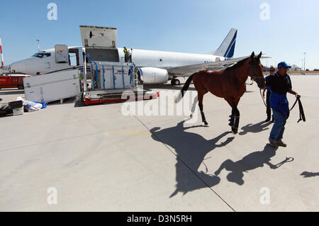 Hamburg, Germany, the horse was unloaded from an airplane Stock Photo
