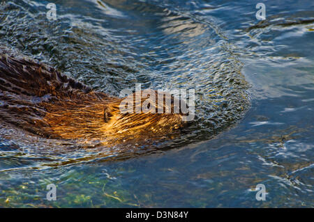 Beaver Swimming along the Yellowstone river. Stock Photo