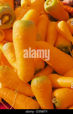 Pile of short fat orange carrots with green tops at the farmers market Stock Photo