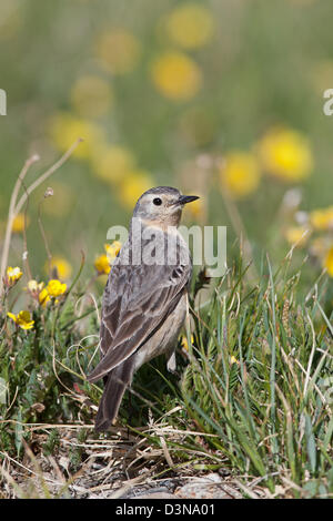 American Pipit in buttercup flowers bird birds songbird songbirds pipits Ornithology Science Nature Wildlife Environment vertical Stock Photo
