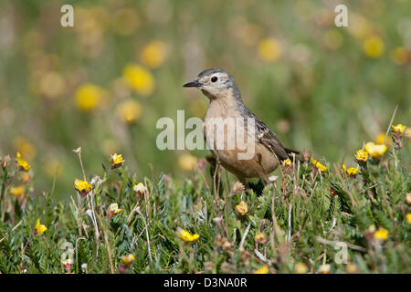 American Pipit in Buttercup Flowers bird birds songbird songbirds pipits Ornithology Science Nature Wildlife Environment Stock Photo