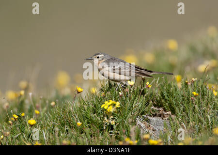 American Pipit in Buttercup Flowers bird birds songbird songbirds pipits Ornithology Science Nature Wildlife Environment Stock Photo