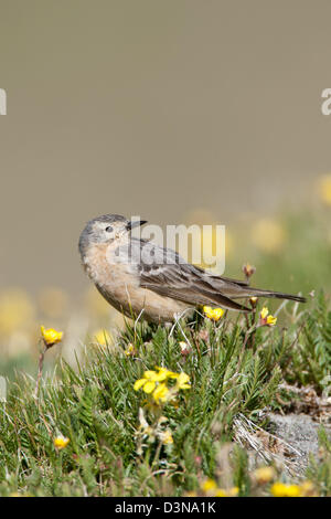 American Pipit in Buttercup Flowers bird birds songbird songbirds pipits Ornithology Science Nature Wildlife Environment vertical Stock Photo