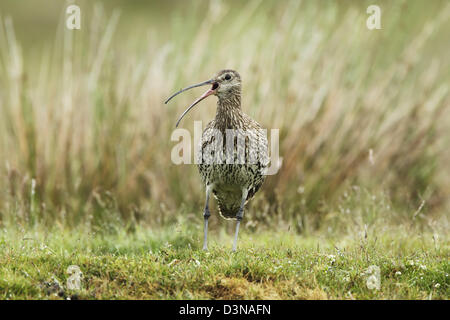 Eurasian Curlew (Numenius arquata) on rough grassland with its beak open while calling Stock Photo