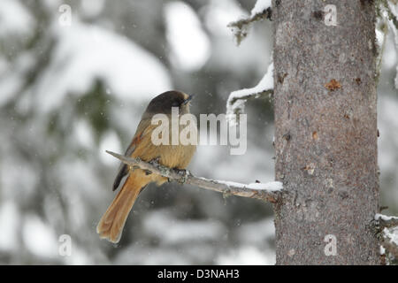 Siberian Jay (Perisoreus infaustus) perched on a pine tree in winter during a snow shower Stock Photo