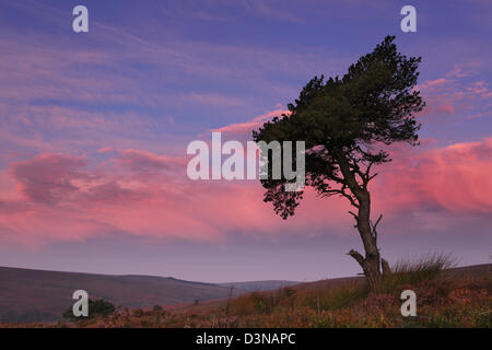 Scots pine tree on moor at daybreak with pink clouds in sky behind Stock Photo