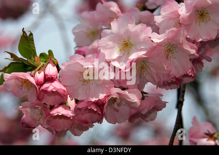 The picture shows a bough with the pink blossoms of a rank blooming japanese cherry (lat. Prunus serrulata) in Kassel, Germany, 21 April 2006. Photo: Uwe Zucchi Stock Photo