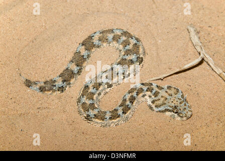 Download Saharan horned viper, Cerastes cerastes, in front of a white Stock Photo: 25075386 - Alamy