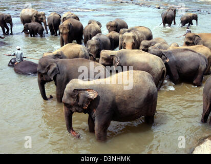 Mahouts (elephant guides) oversee elephants taking a refeshing bath in a river after their hard work in the elephant orphanage in Pinnawela, Sri Lanka, 26 April 2006. Elephants are highly recognized on Sri Lanka for their work capacity. To walk through under the stomach of an elephant shal bring lifetime-long luck. Photo: Maurizio Gambarini Stock Photo