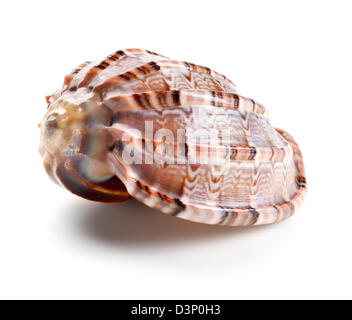 Seashell in close-up isolated on a white background Stock Photo