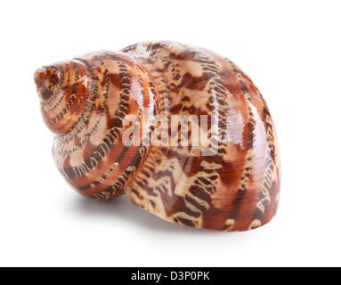 Seashell in close-up isolated on a white background Stock Photo