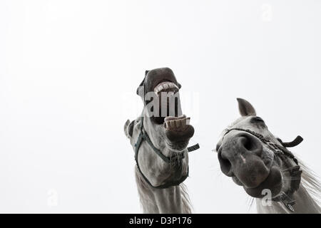 White horses whinnying againt the backdrop of a white sky Stock Photo